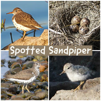 Spotted Sandpiper